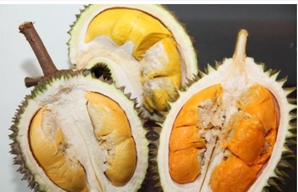 猫山王榴莲蛋糕加盟条件有哪些?