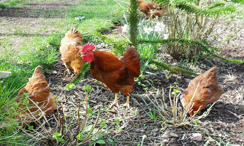 病死鸡该如何处理好?